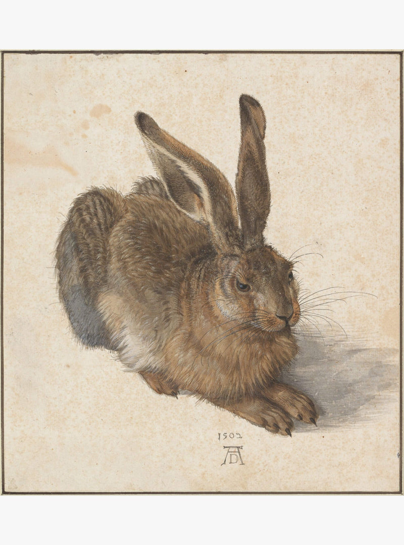Jonge Haas